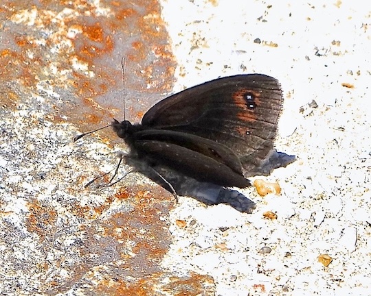 Piedmont ringlet